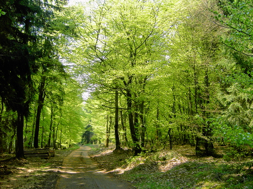 Ferkelsstraße im Frühling